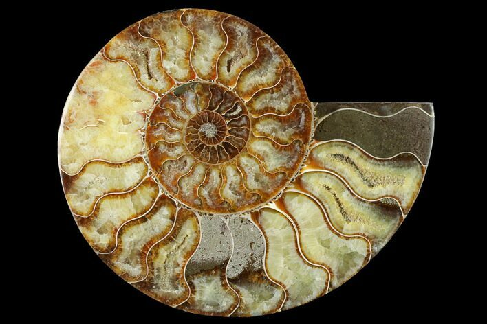 Cut & Polished Ammonite Fossil (Half) - Madagascar #166919